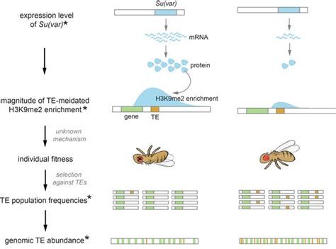 Species Specific Chromatin Landscape Determines How Transposable