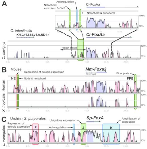 Graphical Representations Of Sequence Conservation And Cre Locations