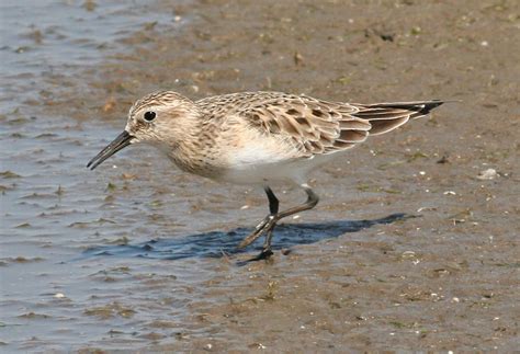 BAIRD’S SANDPIPER – Birds of Nebraska – Online