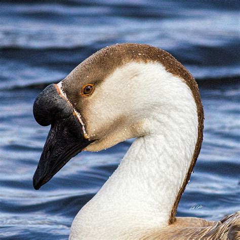 African Goose Headshot Photograph By Bill Kesler Pixels