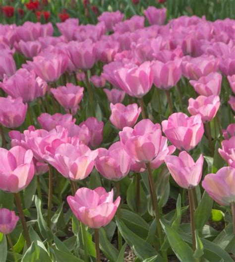 Tulip Janis Joplin Van Engelen Wholesale Flower Bulbs