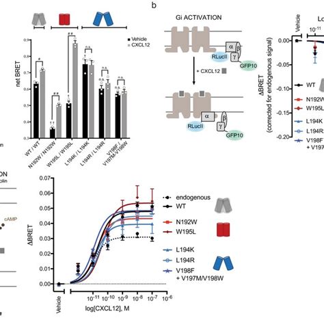 Cxcr Association And Gi Activation A Left Schematic Representation