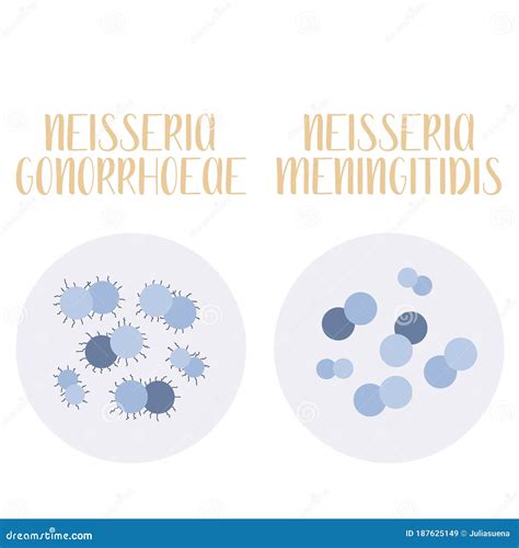 Neisseria Gonorrhoeae, Neisseria Meningitidis, Pathogen. Spherical ...