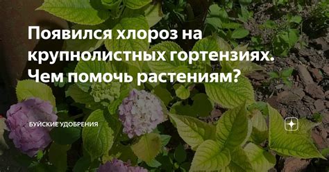 Появился хлороз на крупнолистных гортензиях. Чем помочь растениям ...