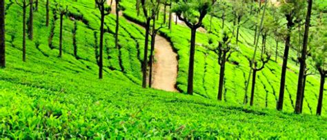 10 Things To Do In Ooty Ooty Travel Guide Tripoto