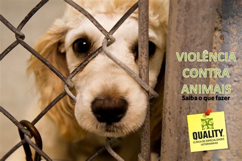 VOCÊ JÁ PRESENCIOU ALGUMA CENA DE VIOLÊNCIA CONTRA ANIMAIS SAIBA O QU