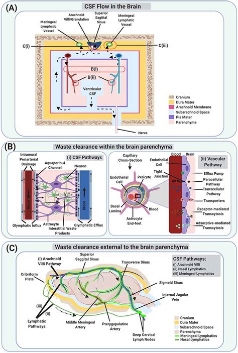 Frontiers Waste Clearance In The Brain