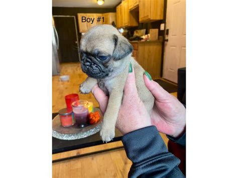 Pug puppies Kenai - Puppies for Sale Near Me