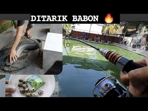 Mancing Galatama Lele Umpan Telor Puyuh Umpan Sultan Auto Babon Youtube