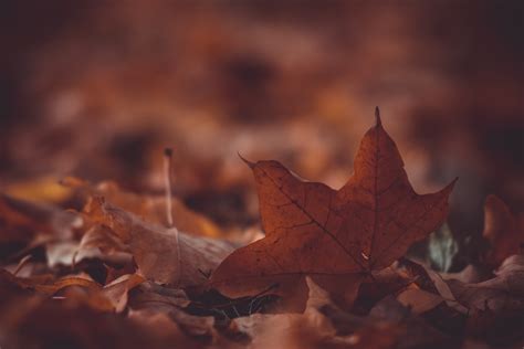 Autumn Maple Leaf Wallpaper