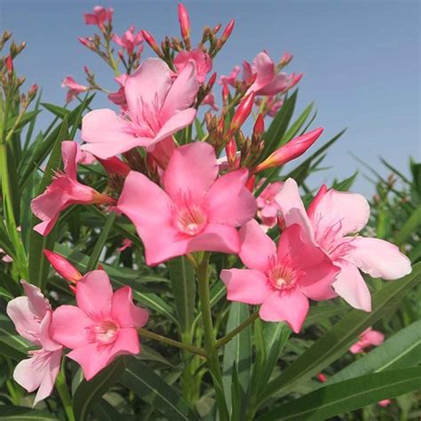 Nerium oleander Pink - Santhi Online Plants Nursery