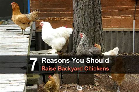 7 Reasons You Should Raise Backyard Chickens