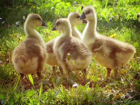 Oasi Naturalistica Dei Quadris Cosa Vedere A Fagagna Udine