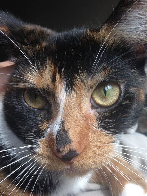 X Chromosome Causes Calico Coloring In Cats