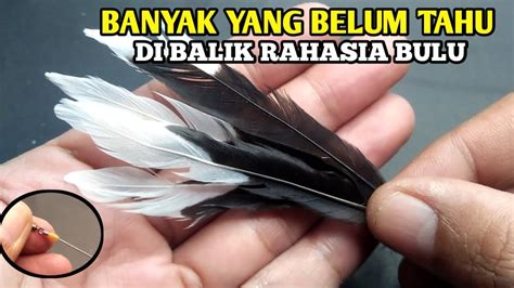 Rahasia Di Balik Bulu Pada Rangkaian Pancing Biar Umpan Melekat Erat