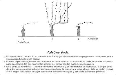 Poda Guyot Simple Super Gourmet