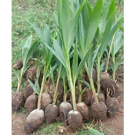 Green Months To Year Tiptur Tall Coconut Plant For Garden At