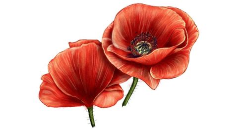 How To Draw A Poppy Flower For Anzac Day Easy Step By Step Method