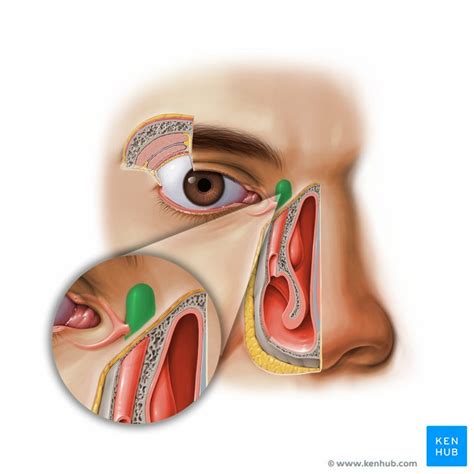 Lacrimal sac: Anatomy and function | Kenhub