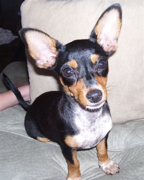 Chiweenie (Chihuahua-Dachshund mix) Info, Temperament, Puppies, Pictures