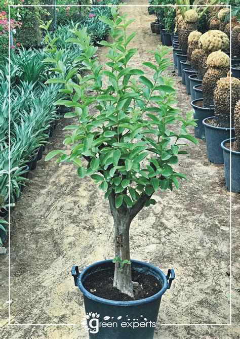 Guava Tree - Green Experts Landscape LLC