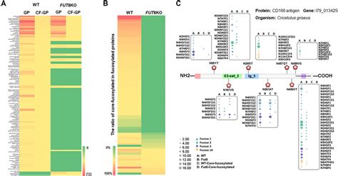 Frontiers Glycoproteomic Characterization Of Fut Knock Out Cho Cells