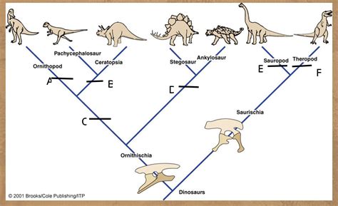 Dinosaurs And Birds The Cladogram Below Shows The 7 Major Classes