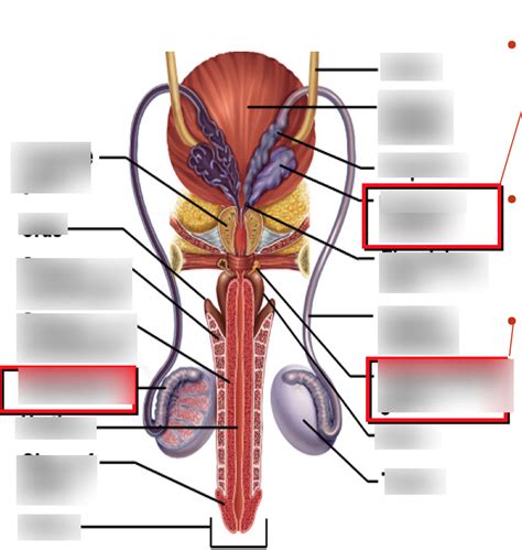 Male Reproductive System Diagram Quizlet