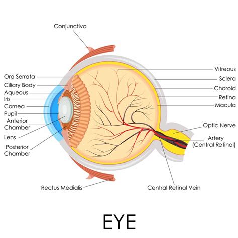 Diagram Of The Eye And Its Functions Eyes How They Work An