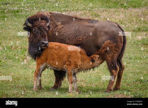 Bison cow and calf, Sage Creek Rim Road, Badlands National Park, South ...