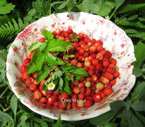 Животът може да e вкусен: Сладко от диви ягоди