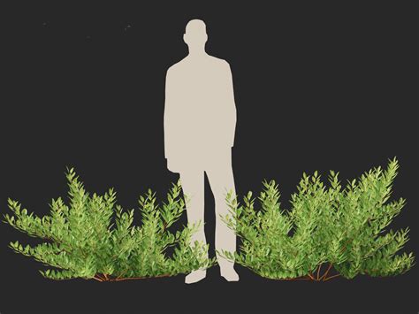 Artstation Prunus Pumila Besseyi Western Sand Cherry Resources