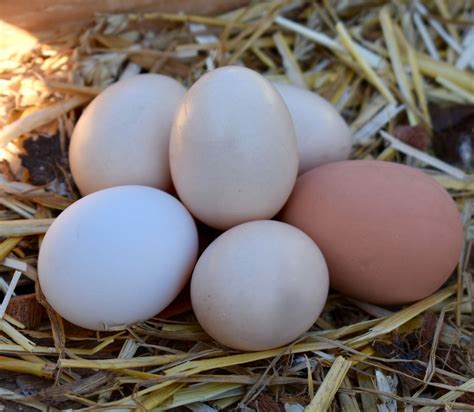 Quand une poule pond son œuf Magalli