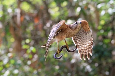 Food Fight! White Ibis vs. Red-shouldered Hawk – Birding Pictures