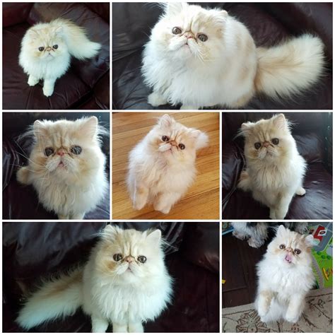 Whisker Oaks Persian... - Whisker Oaks Persian Cattery