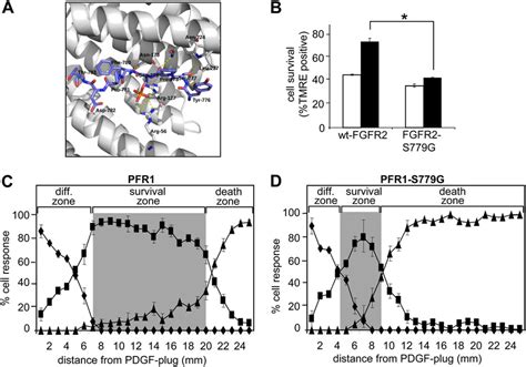 Ser 779 In The Cytoplasmic Tail Of FGFR1 And FGFR2 Is Required For