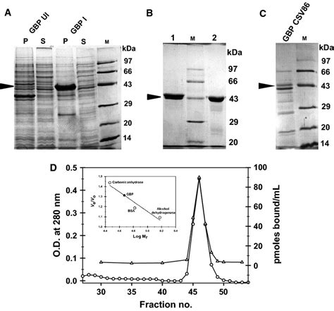 Periplasmic Glucose‐binding Protein From Pseudomonas Putida Csv86