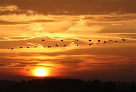 Migration de grues cendrées en Octobre Lac du Der en Champagne