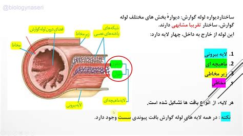 زیست دهم فصل 2 گفتار 1 قسمت دوم ادامه ساختار لوله گوارشناصری