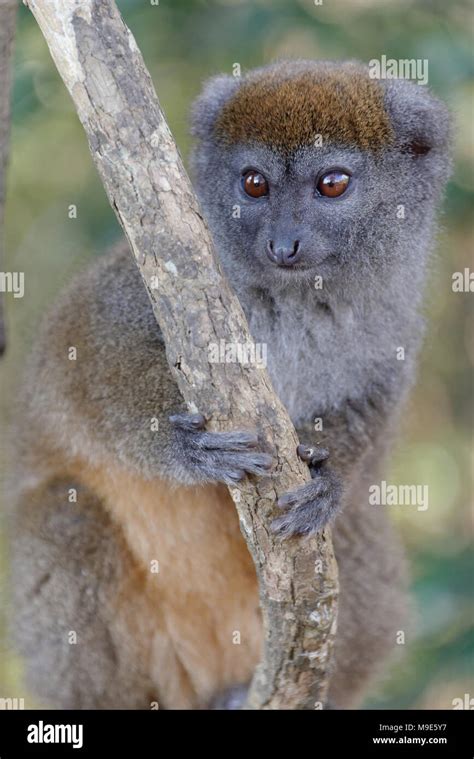 Grey Bamboo Lemur Hapalemur Griseus Also Known As Eastern Lesser