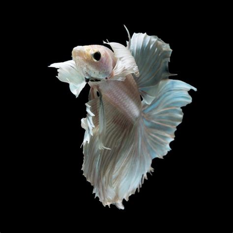 Premium Photo | Betta fish on black