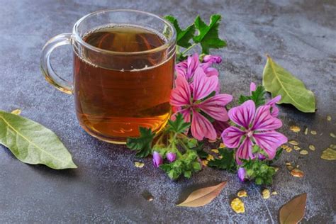 Tisana alla malva ricetta per la bevanda dalle tante proprietà