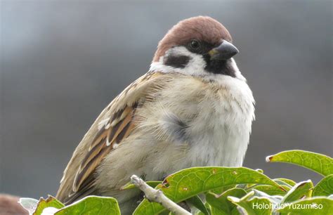 身近に観察できる日本の野鳥10選と見分け方まとめ！！鳥さんぽを楽しもう♬ ゆずみそのholoholoな日々♬