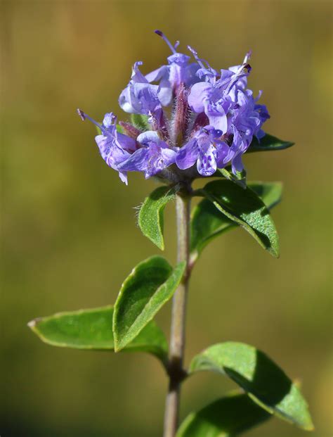 Ziziphora clinopodioides - Image of an specimen - Plantarium