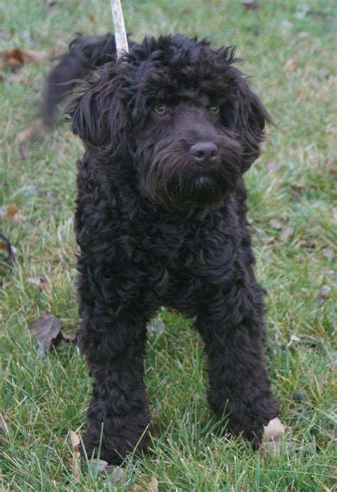 Mini Black Labradoodle Full Grown