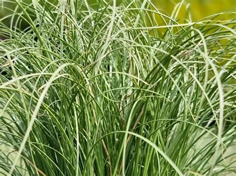 Carex Comans Frosted Curls Wholesale Nursery Nurseries In Melbourne