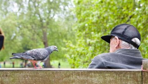 how long to pigeons live