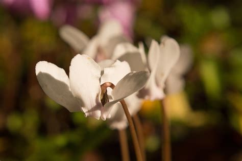 Ciclamen Flores Blancas Naturaleza Foto Gratis En Pixabay Pixabay