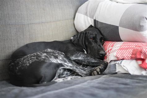 A cute dog sleeping on the bed 9638776 Stock Photo at Vecteezy