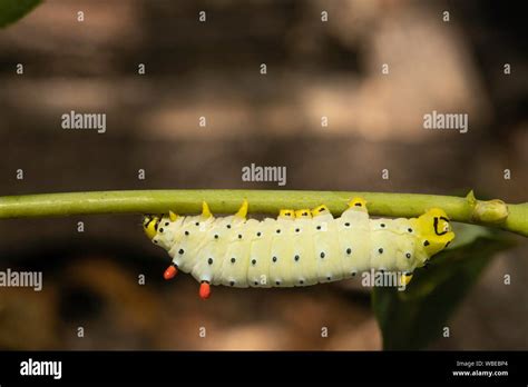 Promethea Silk Moth Caterpillar Callosamia Promethea Stock Photo Alamy